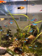 neon tetras 10 voor10 euro, Dieren en Toebehoren, Vissen | Aquariumvissen, Vis, Zoetwatervis, Schoolvis