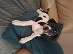 Mooie boerenfox pup, Rabiës (hondsdolheid), 8 tot 15 weken, Eén hond, Nederland