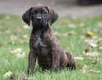 2 prachtige cane corso teefjes beschikbaar!, Overige rassen, CDV (hondenziekte), 8 tot 15 weken, Meerdere