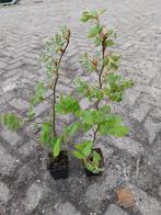 Beukenhaag potgekweekt 60 cm € 1.99 ps, Tuin en Terras, Planten | Struiken en Hagen, Beukenhaag, Ophalen