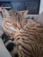 Lieve Bengaalse poes genaamd Luna. 11 maanden oud., Poes