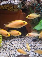 Malawi Red dragon en fire fish a 2 euro, Vis