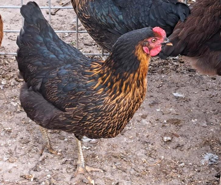 4 Harco kippen, Dieren en Toebehoren, Pluimvee, Kip, Vrouwelijk