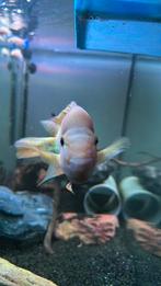 mooie citroen cichlide man, Vis