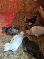 Padua kuikens (kuifhoender) te koop, Dieren en Toebehoren, Pluimvee, Geslacht onbekend, Kip