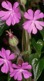 Dagkoekoeksbloem, Ophalen of Verzenden, Voorjaar, Volle zon, Zaad