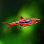 Rasbora brigitae  3.50 per stuk, Dieren en Toebehoren, Vis, Zoetwatervis, Schoolvis