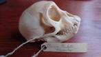 Schedel Maca Mulatta, rhesus aapje, Ophalen of Verzenden, Schedel