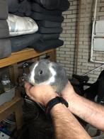 Jonge kleine dwergkonijntjes. Rammetje en voedster., Dieren en Toebehoren, Konijnen, Meerdere dieren, Dwerg, 0 tot 2 jaar