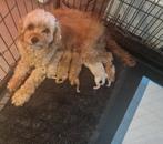 Mooie toy poedel pups 2 teefjes 2 reutjes, 8 tot 15 weken, Meerdere, Meerdere dieren, CDV (hondenziekte)