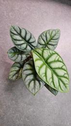 Alocasia Silver Dragon GoG Variegata, Ophalen of Verzenden, Halfschaduw, Minder dan 100 cm