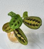 Maranta leuconera en variegata met vaasje., Huis en Inrichting, Kamerplanten, Ophalen of Verzenden, Halfschaduw, Minder dan 100 cm