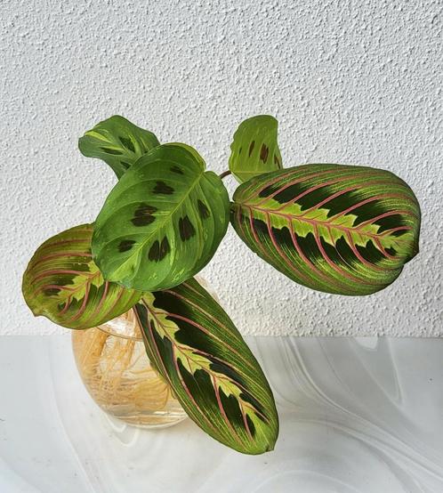 Maranta leuconera en variegata met vaasje., Huis en Inrichting, Kamerplanten, Minder dan 100 cm, Halfschaduw, Ophalen of Verzenden