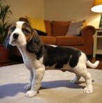 Cavalier King Charles Spaniel . . . (outcross), Dieren en Toebehoren, Nederland, Overige rassen, CDV (hondenziekte), 8 tot 15 weken