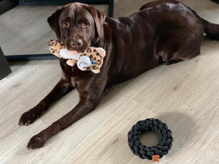 Labrador teefje van 6 jaar oud, Dieren en Toebehoren, Honden | Retrievers, Spaniëls en Waterhonden, Teef, Labrador retriever, Particulier