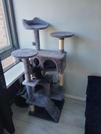 Drie lieve kittens te koop europese korthaar, Meerdere dieren, 0 tot 2 jaar