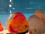 Discus Red Melon Albino, Symphysodon Discus