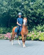 Leuke 6 jarige Welsh pony ruintje tarzan te koop, Dieren en Toebehoren, Pony's, B, Gechipt, Ruin, Springpony