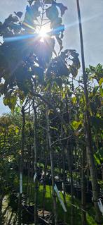 Bomenopruiming. 3 bijzondere pindakaasbomen, Overige soorten, 250 tot 400 cm, Zomer, Ophalen