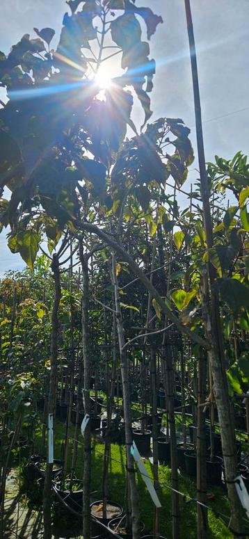 Bomenopruiming. 3 bijzondere pindakaasbomen  beschikbaar voor biedingen