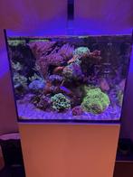 Compleet zeeaquarium red sea 170, Ophalen, Gebruikt, Gevuld zeewateraquarium