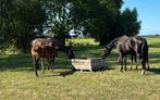 Slowfeeder Hooibak voor Paddock, Dieren en Toebehoren, Stalling en Weidegang, Weidegang