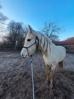 Kleinschalige Stalling, Recreatieve, veulenopfok of Senioren, Stalling