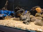 Pauwoog cichlide Astronotus ocellatus red, Dieren en Toebehoren, Vissen | Aquariumvissen, Vis