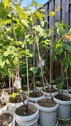 Vijgenboom Ficus Carcia Brown Turkey met vruchten vanaf €10, Tuin en Terras, Volle zon, Vijgenboom, Minder dan 100 cm, Ophalen of Verzenden