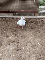 Sier duiven, Dieren en Toebehoren, Vogels | Duiven, Meerdere dieren, Postduif