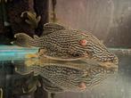 L330 Watermelon pleco, Vis, Zoetwatervis
