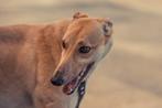Vrouwelijke Greyhound beschikbaar, Rabiës (hondsdolheid), Overige rassen, 1 tot 2 jaar, Teef