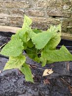 Vaste Judaspenning Lunaria rediviva, Volle zon, Vaste plant, Lente, Ophalen