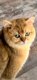 Dekatter British Shorthair Golden Chinchilla, Dieren en Toebehoren, Katten en Kittens | Raskatten | Korthaar, Kater