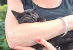 Super lieve kitten de laatste!, Dieren en Toebehoren, Katten en Kittens | Overige Katten, Kater, Kortharig, 0 tot 2 jaar