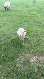 Quessaant schaap, Dieren en Toebehoren, Schapen, Geiten en Varkens, Vrouwelijk, Schaap