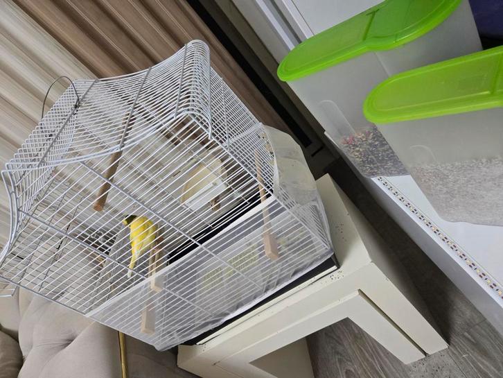 Vogels kanaries, Dieren en Toebehoren, Vogels | Kanaries, Zangkanarie, Mannelijk