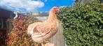 Verse broedeieren Wyandotte kriel, Dieren en Toebehoren, Pluimvee, Geslacht onbekend, Kip