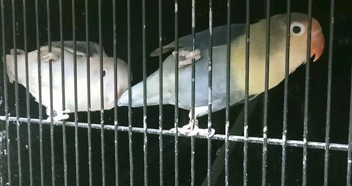 Prachtig bewezen koppel agapornis fisheri YF blauw x euwing, Dieren en Toebehoren, Vogels | Parkieten en Papegaaien, Dwergpapegaai of Agapornis