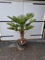 Trachycarpus wagnerianus palmboom, Tuin en Terras, Planten | Bomen, Ophalen, Palmboom