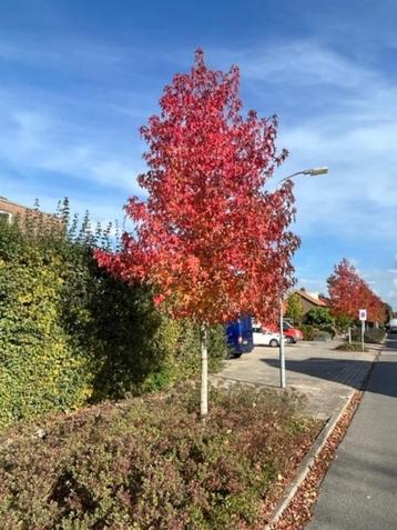 Amberboom, Liquidambar 'Worplesdon'  Aanbieding € 32,50 p.st