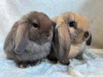 Echte eyecatchers super mooi lief handtam Minilop koppeltje, Dieren en Toebehoren, Meerdere dieren, Klein, Hangoor, 0 tot 2 jaar