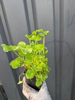 Campanula porscharskyana- klokjesbloem p9, Ophalen, Bodembedekkers, Volle zon, Vaste plant