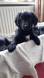 Border Collie X Friese Stabij pups, CDV (hondenziekte), 8 tot 15 weken, Collie, Meerdere