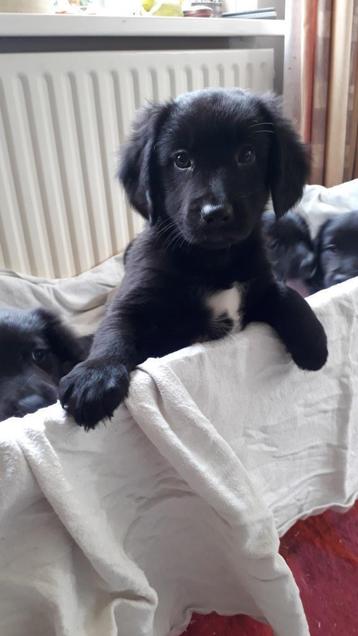 Border Collie X Friese Stabij pups beschikbaar voor biedingen