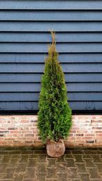 Conifeer Thuja occidentalis 'Smaragd' 🌲, Ophalen, Conifeer, 100 tot 250 cm