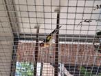 Mooie Putter, Dieren en Toebehoren, Vogels | Kanaries, Mannelijk, Bastaard