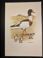 Bergeend, Verzenden, 1980 tot heden, Zo goed als nieuw, Dier