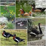 Kwakertjes-Boomeenden-Roodschouders+Hottentot talingen-ect., Dieren en Toebehoren, Eend, Meerdere dieren