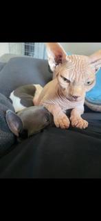 Sphynx katertje 1 jaar, Dieren en Toebehoren, Katten en Kittens | Raskatten | Korthaar, Kater, Gechipt, 0 tot 2 jaar